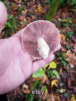 Oregon Mushroom Foraging Lessons Learn how to successfully forage safely and sustainably.