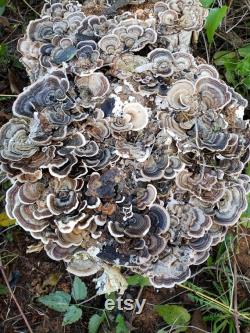 Oregon Mushroom Foraging Lessons Learn how to successfully forage safely and sustainably.