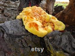 Oregon Mushroom Foraging Lessons Learn how to successfully forage safely and sustainably.