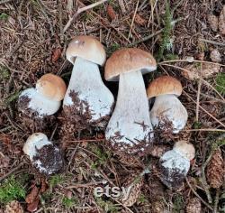 Oregon Mushroom Foraging Lessons Learn how to successfully forage safely and sustainably.