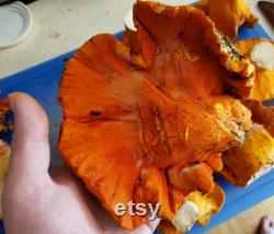 Oregon Mushroom Foraging Lessons Learn how to successfully forage safely and sustainably.