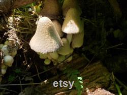 Oregon Mushroom Foraging Lessons Learn how to successfully forage safely and sustainably.