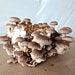 Organic Ready To Fruit Shiitake Lentinula Edodes Blocks Diy Mushroom Grow Kit Free Shipping