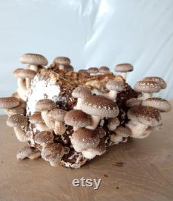 Organic Ready to Fruit Shiitake Lentinula Edodes Blocks DIY Mushroom Grow Kit FREE SHIPPING