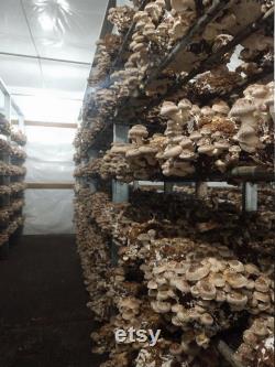 Organic Ready to Fruit Shiitake Lentinula Edodes Blocks DIY Mushroom Grow Kit FREE SHIPPING
