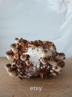 Organic Ready to Fruit Shiitake Lentinula Edodes Blocks DIY Mushroom Grow Kit FREE SHIPPING