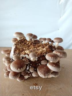 Organic Ready to Fruit Shiitake Lentinula Edodes Blocks DIY Mushroom Grow Kit FREE SHIPPING