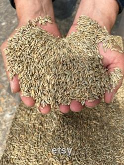 Organic Rye Grain for mushroom spawn production, Alcohol or cooking.