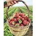 Organic Strawberry Seed, 50 Count High Yield Strawberry Seed For Garden And Pot, Garden Vegetables And Fruit Seed