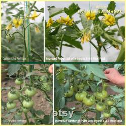 Organic Tomato and Vegetable Plant Food Granular 8-4-8 Fertilizer