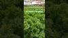 Our Lettuce Crop Is Ready For Harvesting Hydroponics Nft System Flat U0026 Vartical Farming Oman