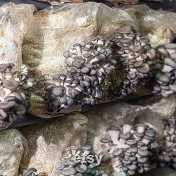 Oyster Mushroom, Grey (Pleurotus ostreatus) Liquid Culture