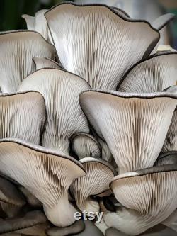 Oyster Mushroom Grow-Kit.