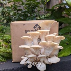 Oyster Mushroom Grow-Kit.