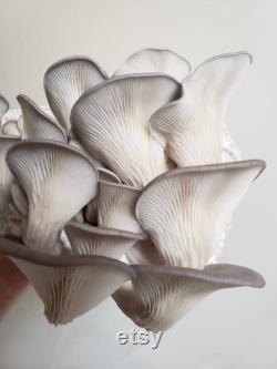 Oyster Mushroom Grow Kit Great Gift