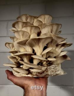 Oyster Mushroom Grow Kit Great Gift