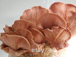 Oyster Mushroom Grow Kit Great Gift