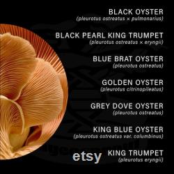 Oyster Mushroom Liquid Cultures, Free Shipping on orders over 35 dollars Choose from over 15 varieties
