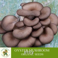 Oyster Mushroom Organic Seeds, 50 Count Pleurotus ostreatus Seeds, Plant Seeds for Garden and Pot, Non-GMO Heirloom, Open Pollination