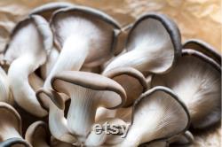 Oyster Mushroom Organic Seeds, 50 Count Pleurotus ostreatus Seeds, Plant Seeds for Garden and Pot, Non-GMO Heirloom, Open Pollination