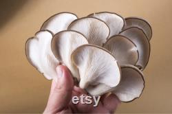 Oyster Mushroom Organic Seeds, 50 Count Pleurotus ostreatus Seeds, Plant Seeds for Garden and Pot, Non-GMO Heirloom, Open Pollination