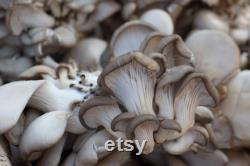 Oyster Mushroom Organic Seeds, 50 Count Pleurotus ostreatus Seeds, Plant Seeds for Garden and Pot, Non-GMO Heirloom, Open Pollination