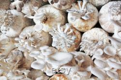 Oyster Mushroom Organic Seeds, 50 Count Pleurotus ostreatus Seeds, Plant Seeds for Garden and Pot, Non-GMO Heirloom, Open Pollination