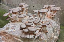 Oyster Mushroom Organic Seeds, 50 Count Pleurotus ostreatus Seeds, Plant Seeds for Garden and Pot, Non-GMO Heirloom, Open Pollination
