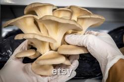 Oyster Mushroom Organic Seeds, 50 Count Pleurotus ostreatus Seeds, Plant Seeds for Garden and Pot, Non-GMO Heirloom, Open Pollination