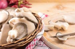 Oyster Mushroom Organic Seeds, 50 Count Pleurotus ostreatus Seeds, Plant Seeds for Garden and Pot, Non-GMO Heirloom, Open Pollination