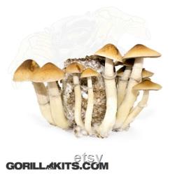 PF Tek Mushroom Substrate Jars BRF Tek, Brown Rice Flour Cakes, mushroom growing media