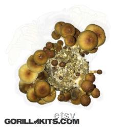 PF Tek Mushroom Substrate Jars BRF Tek, Brown Rice Flour Cakes, mushroom growing media