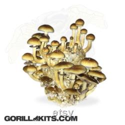 PF Tek Mushroom Substrate Jars BRF Tek, Brown Rice Flour Cakes, mushroom growing media