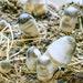 Paddy Straw (volvariella Volvacea) Liquid Culture