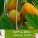 Papaya Tree Organic Seeds, 10 Count Papaya Tree Seed, Papaya Plant Seeds For Pot And Garden, Non-gmo Heirloom, Open Pollination