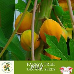 Papaya Tree Organic Seeds, 10 Count Papaya Tree Seed, Papaya Plant Seeds for Pot and Garden, Non-GMO Heirloom, Open Pollination