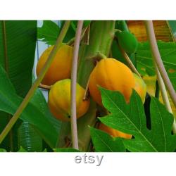 Papaya Tree Organic Seeds, 10 Count Papaya Tree Seed, Papaya Plant Seeds for Pot and Garden, Non-GMO Heirloom, Open Pollination