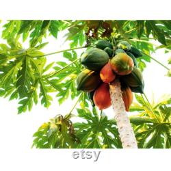 Papaya Tree Organic Seeds, 10 Count Papaya Tree Seed, Papaya Plant Seeds for Pot and Garden, Non-GMO Heirloom, Open Pollination