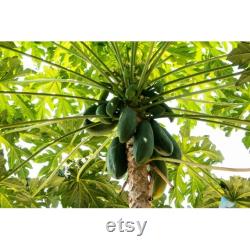 Papaya Tree Organic Seeds, 10 Count Papaya Tree Seed, Papaya Plant Seeds for Pot and Garden, Non-GMO Heirloom, Open Pollination