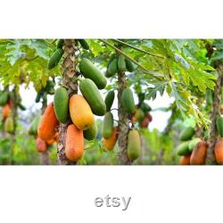 Papaya Tree Organic Seeds, 10 Count Papaya Tree Seed, Papaya Plant Seeds for Pot and Garden, Non-GMO Heirloom, Open Pollination