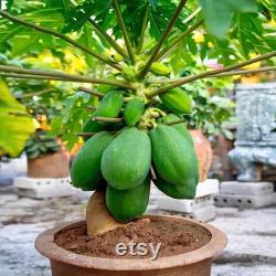 Papaya Tree Organic Seeds, 10 Count Papaya Tree Seed, Papaya Plant Seeds for Pot and Garden, Non-GMO Heirloom, Open Pollination