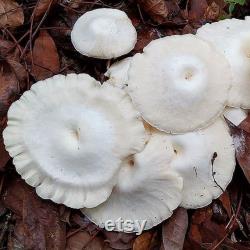 Pearl Sawgill (Lentinus concavus) Liquid Culture