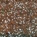 Peat Moss And Perlite 1 To 1 Ratio Free Shipping