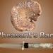 Pheasant S Back Mushroom Liquid Culture 11 Ml Polyporus Squamosus Wild Clone