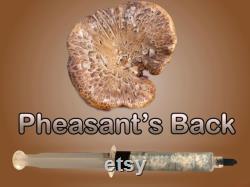 Pheasant s Back Mushroom Liquid Culture 11 ml Polyporus squamosus Wild Clone