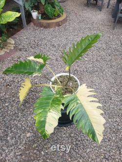 Philodendron Caramel Marlbel Big Size Free Phytocertificate