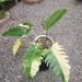 Philodendron Caramel Marlbel Big Size Free Phytocertificate