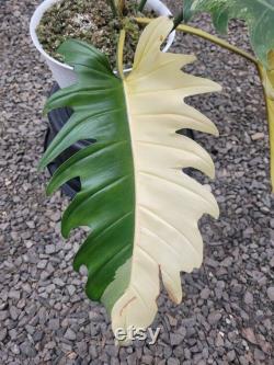 Philodendron Caramel Marlbel Big Size Free Phytocertificate