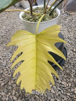 Philodendron Caramel Marlbel Big Size Free Phytocertificate