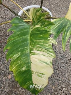 Philodendron Caramel Marlbel Big Size Free Phytocertificate